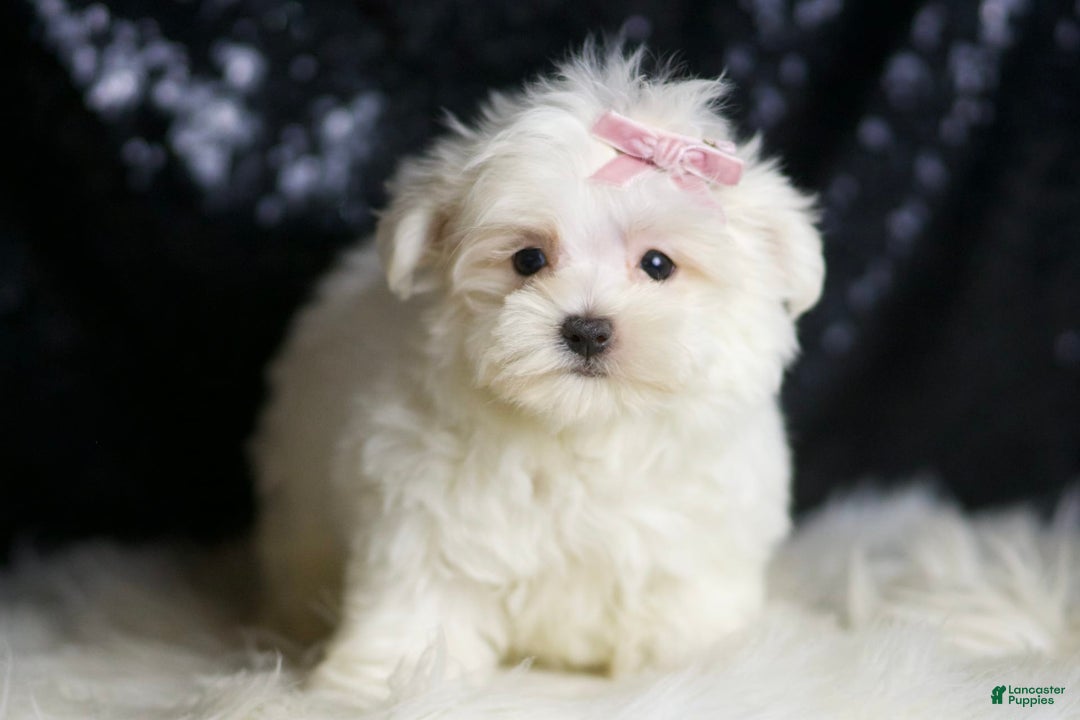 Maltese dogs for sale: Tillie - Image 4