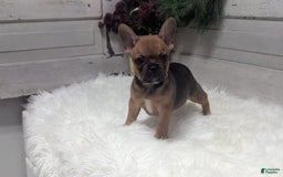 French Bulldog dogs for sale: Robo - Image 5
