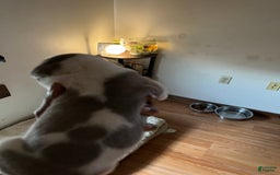 American Bully dogs for sale: Charlie - Image 3