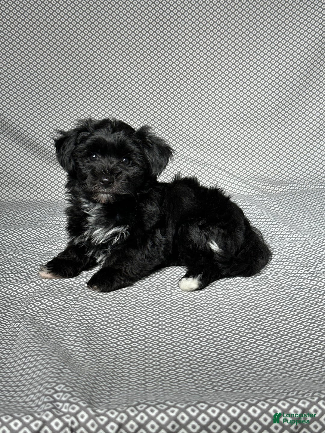 Yochon dogs for sale: Penny - Image 5