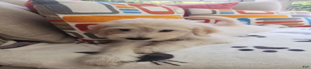 Cookie