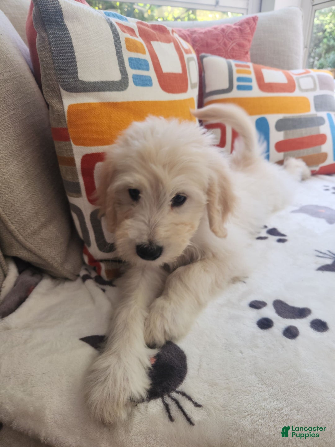 Goldendoodle dogs for sale: Cookie - Image 5