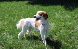 Miniature Poodle dogs for sale: Zella - Image 20