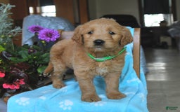 Goldendoodle dogs for sale: Patty - Image 1