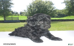 Yorkiepoo dogs for sale: Manny - Image 7