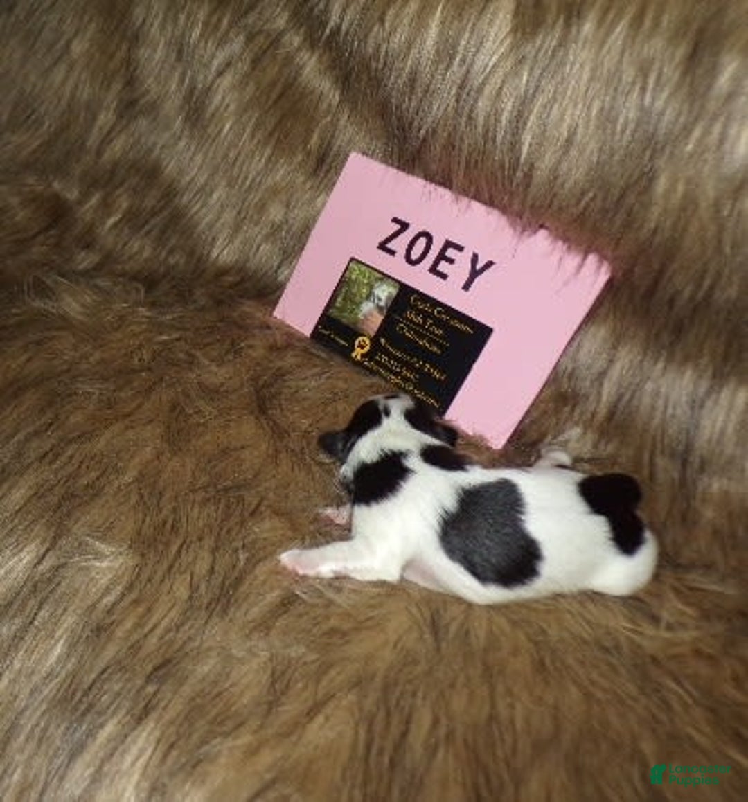 Shih Tzu dogs for sale: Zoey - Image 4