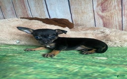 Toy Fox Terrier dogs for sale: Bitsy - Image 2
