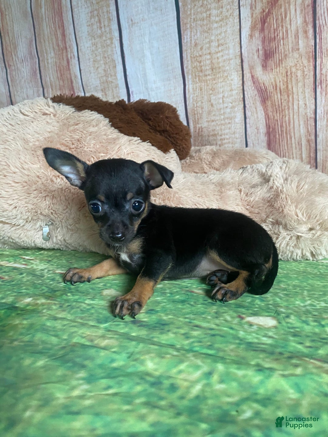 Toy Fox Terrier dogs for sale: Bitsy - Image 2