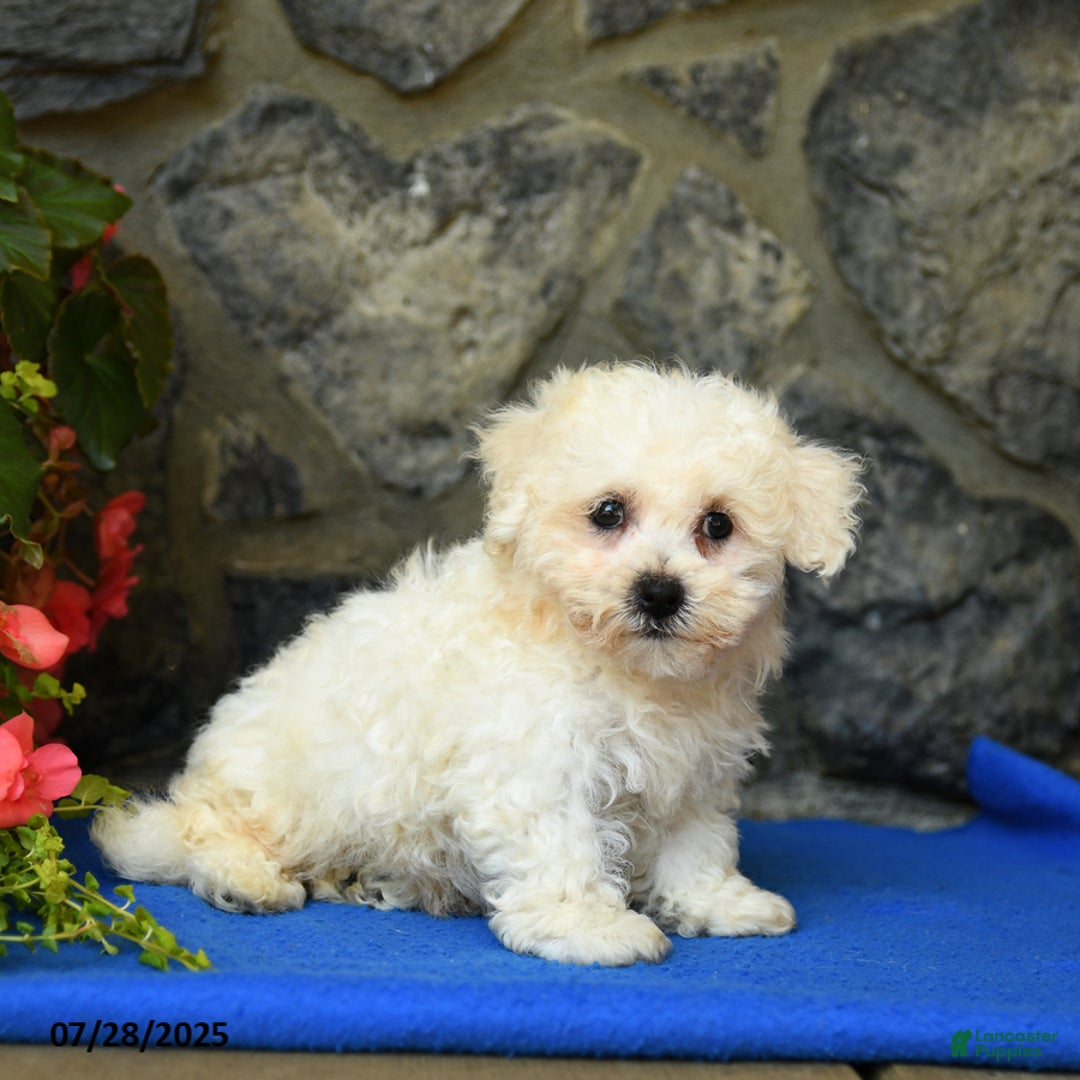 Bichon Frise dogs for sale: Snoopy - Image 3