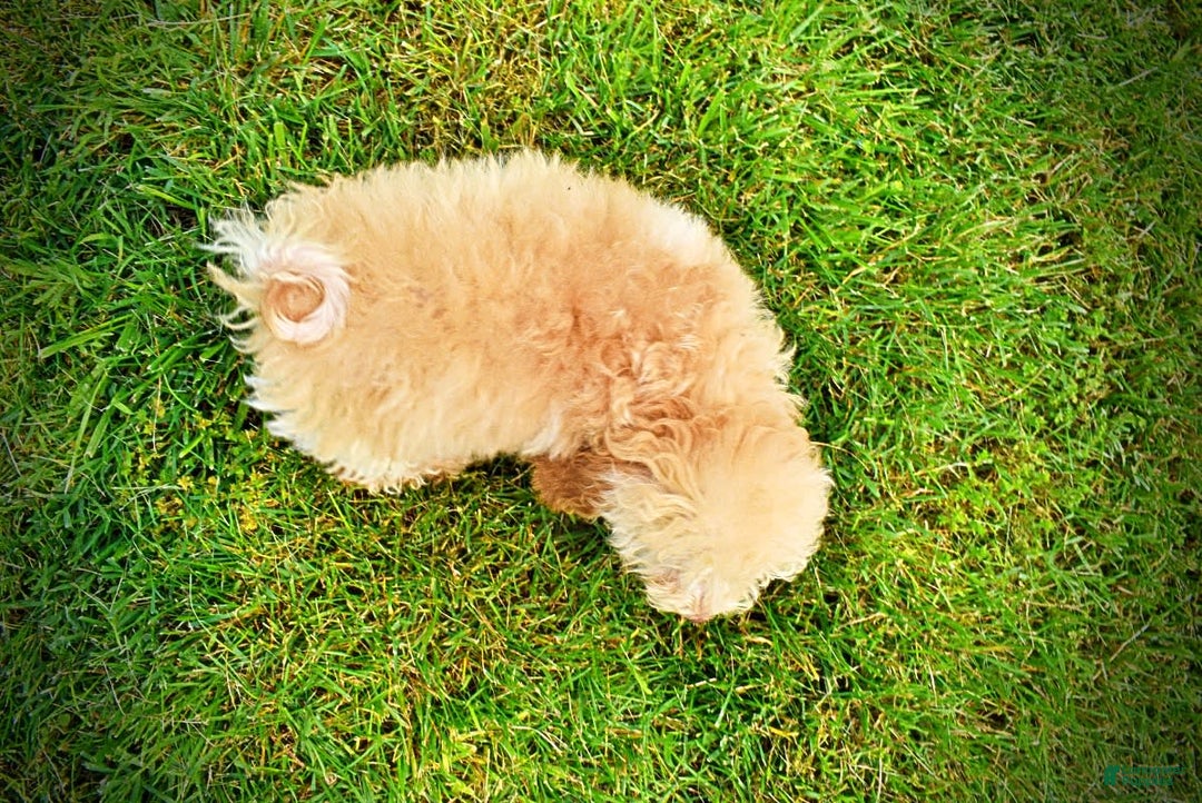 Havapoo dogs for sale: Twinkie - Image 5