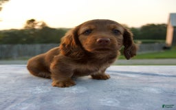 Miniature Dachshund dogs for sale: Omar - Image 7