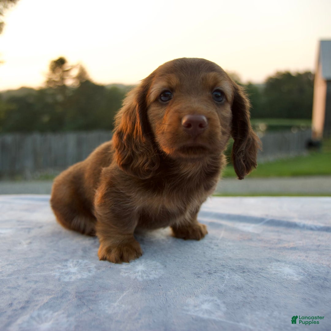 Miniature Dachshund dogs for sale: Omar - Image 7