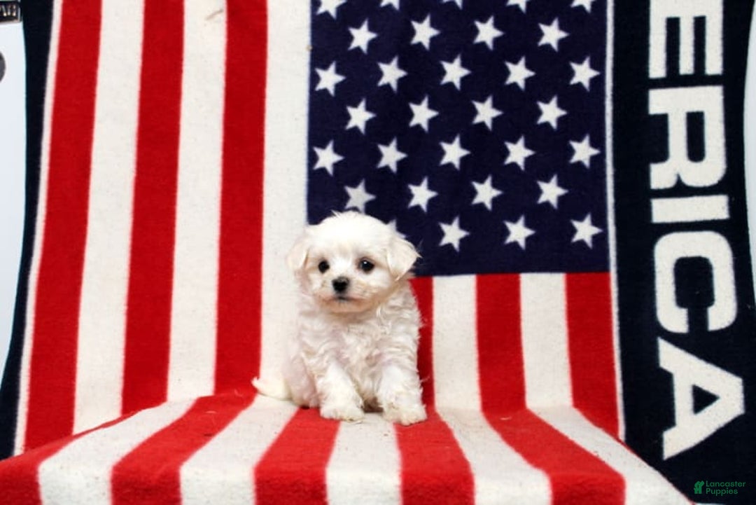 Maltese dogs for sale: Tyler - Image 4