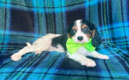 Cavalier King Charles Spaniel dogs for sale: Cobalt - Image 4
