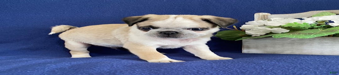 Danny
