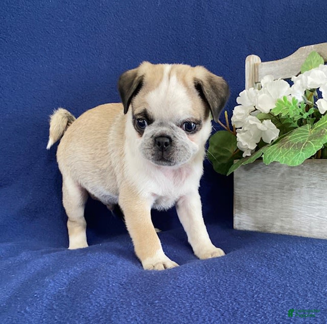 Pug dogs for sale: Danny - Image 1