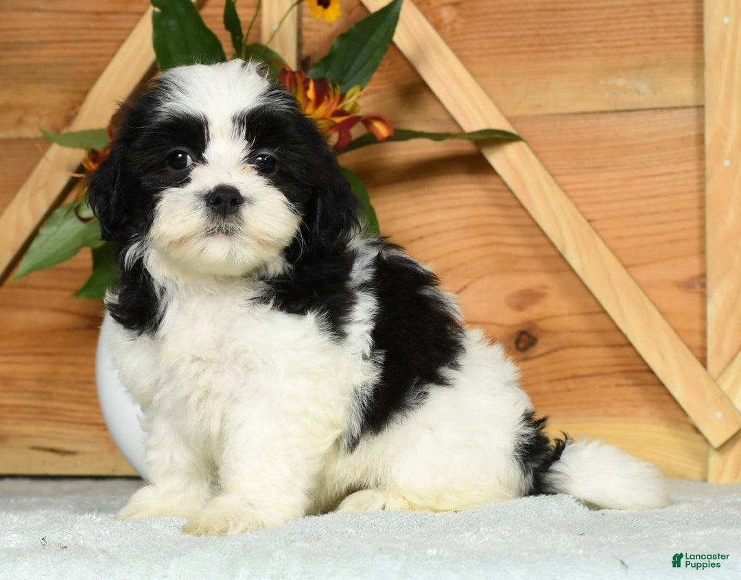 Teddy Bear dogs for sale: Sabrina - Image 9
