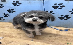 Bichon Frise dogs for sale: Rocky - Image 2