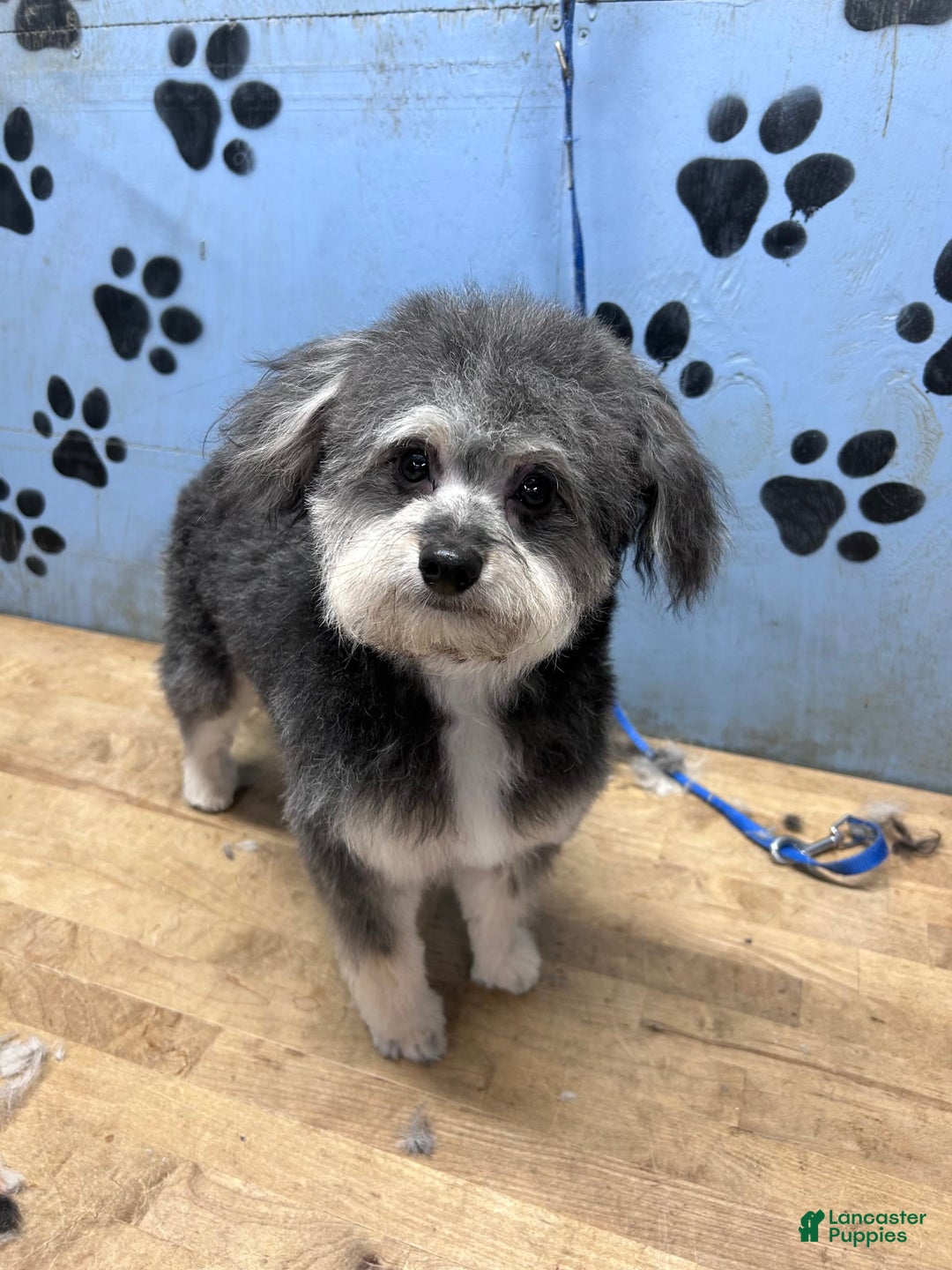 Bichon Frise dogs for sale: Rocky - Image 2