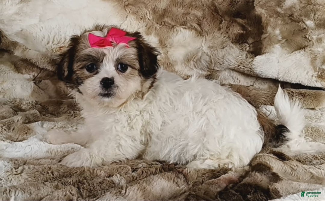Teddy Bear dogs for sale: Tessa - Image 6