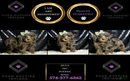 Miniature Poodle dogs for sale: Ziggy - Image 5