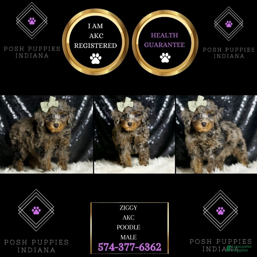 Miniature Poodle dogs for sale: Ziggy - Image 5