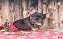 French Bulldog dogs for sale: French Bulldog 4 puppies - Image 1