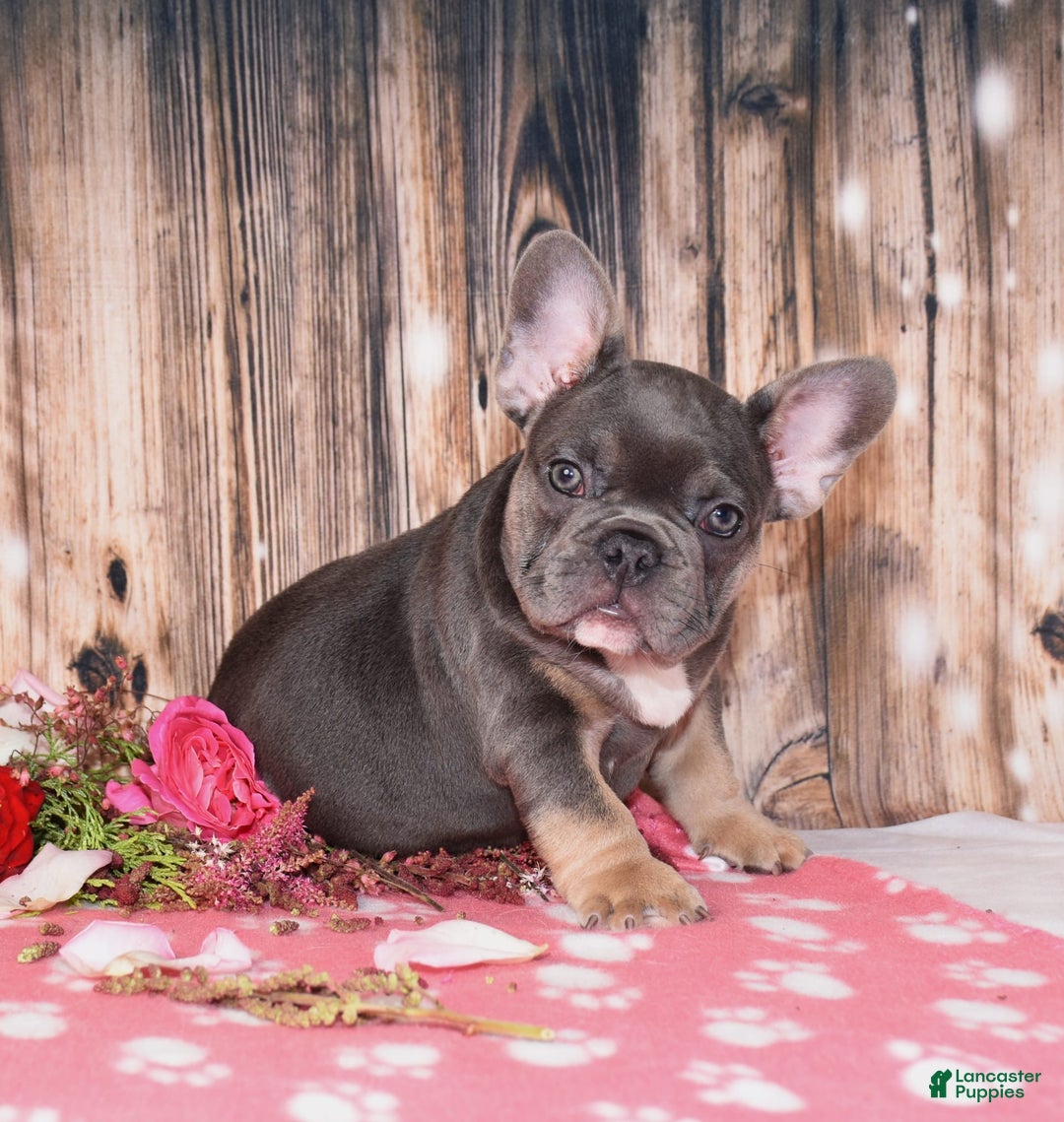 French Bulldog dogs for sale: French Bulldog 4 puppies - Image 1