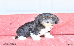 Miniature Bernese Mountain Dog dogs for sale: Peanut - Image 9