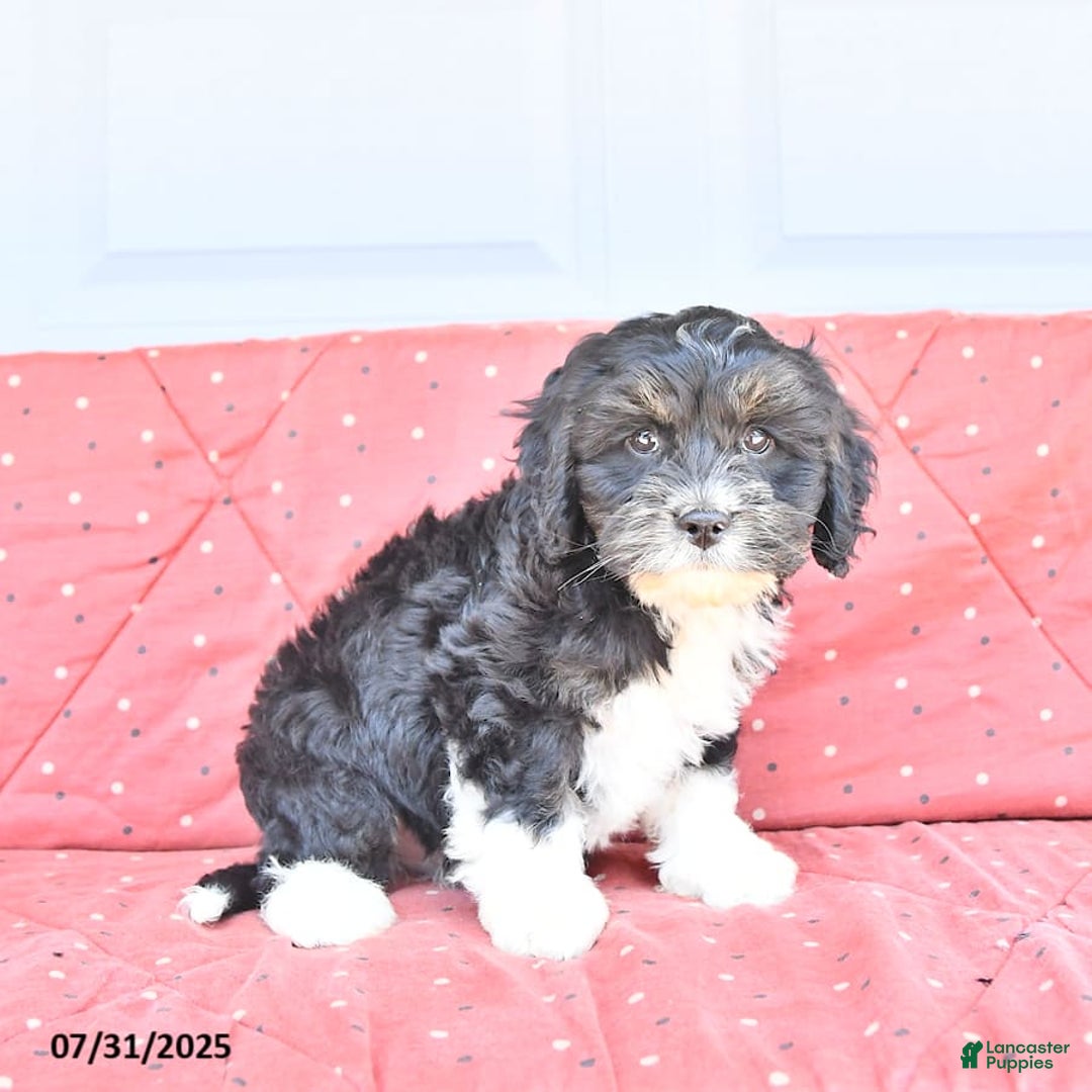 Miniature Bernese Mountain Dog dogs for sale: Peanut - Image 9