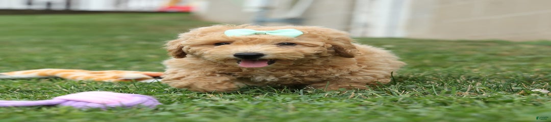 Trixie