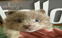 Pomeranian dogs for sale: Austin - Image 11