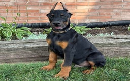 Doberman Pinscher dogs for sale: Sirus - Image 3