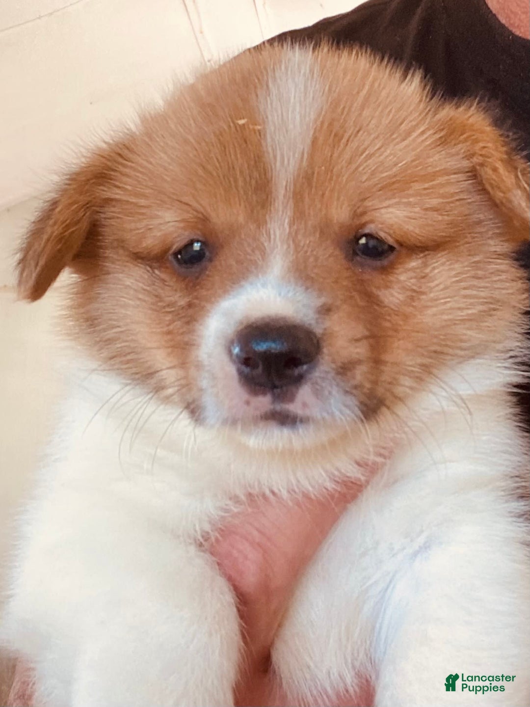 Welsh Corgi Pembroke dogs for sale: Red Boy - Image 3