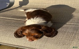 Miniature Dachshund dogs for sale: Reid - Image 2