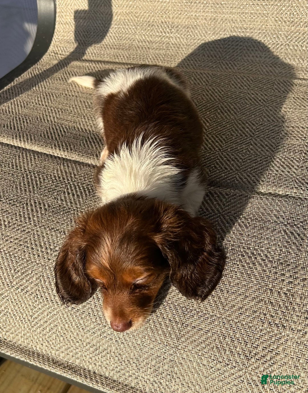 Miniature Dachshund dogs for sale: Reid - Image 2