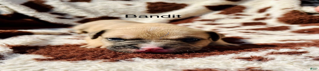 Bandit