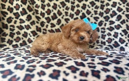 Cockapoo dogs for sale: Mango - Image 7