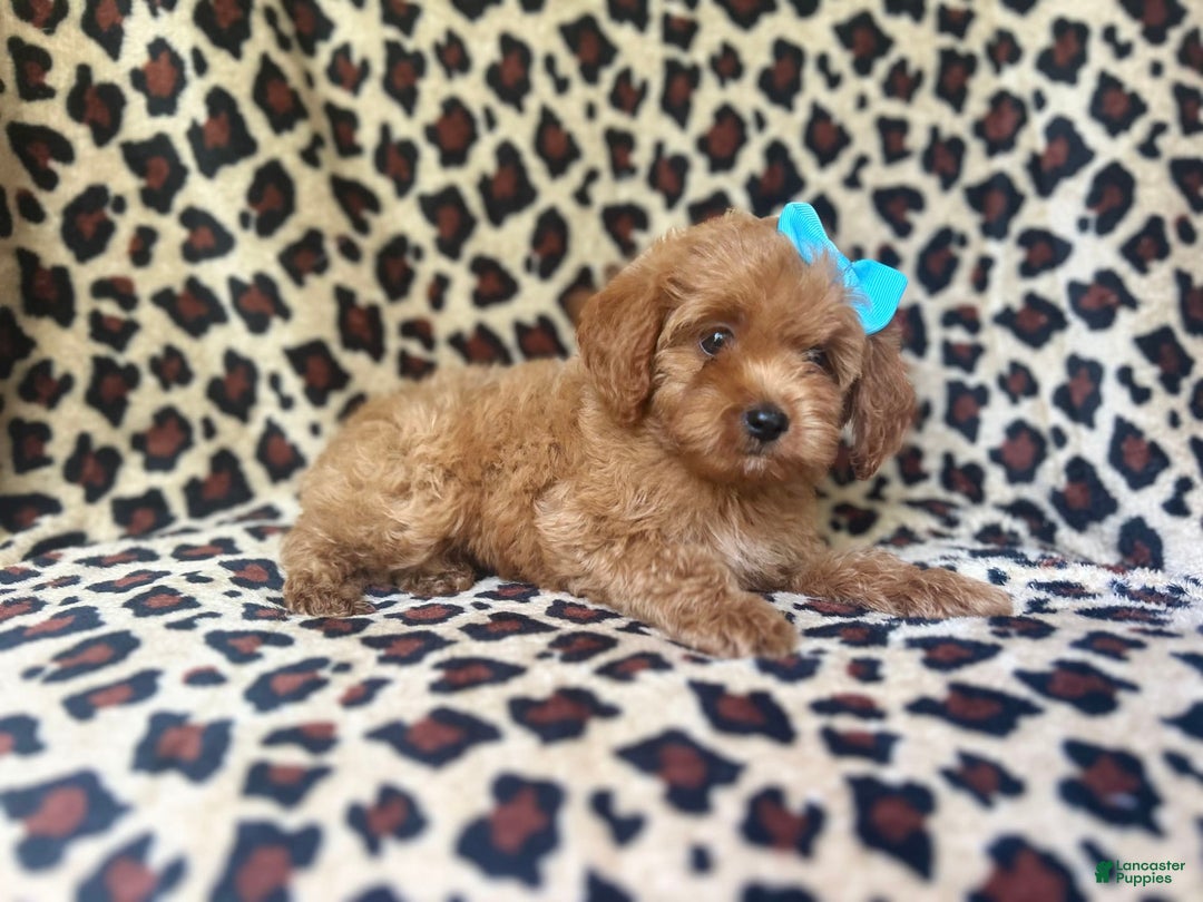Cockapoo dogs for sale: Mango - Image 7