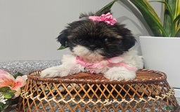 Shih Tzu dogs for sale: Tiny Tiff ❤️ - Image 22