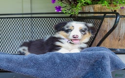 Australian Shepherd dogs for sale: Lacey - Image 3