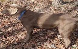Labrador Retriever dogs for sale: Snips - Image 10