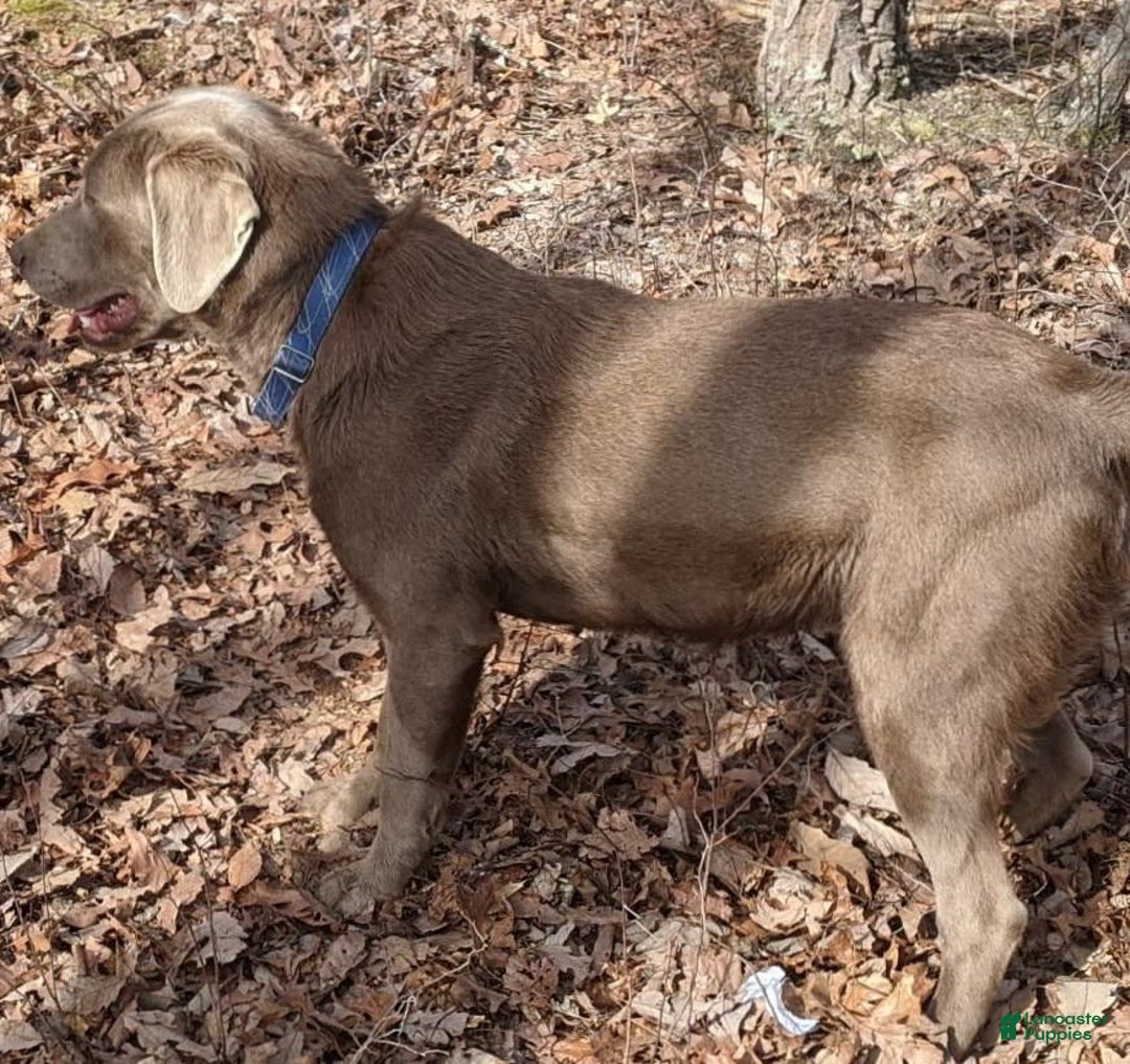 Labrador Retriever dogs for sale: Snips - Image 10