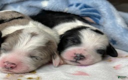 Sheepadoodle dogs for sale: Willow - Image 1