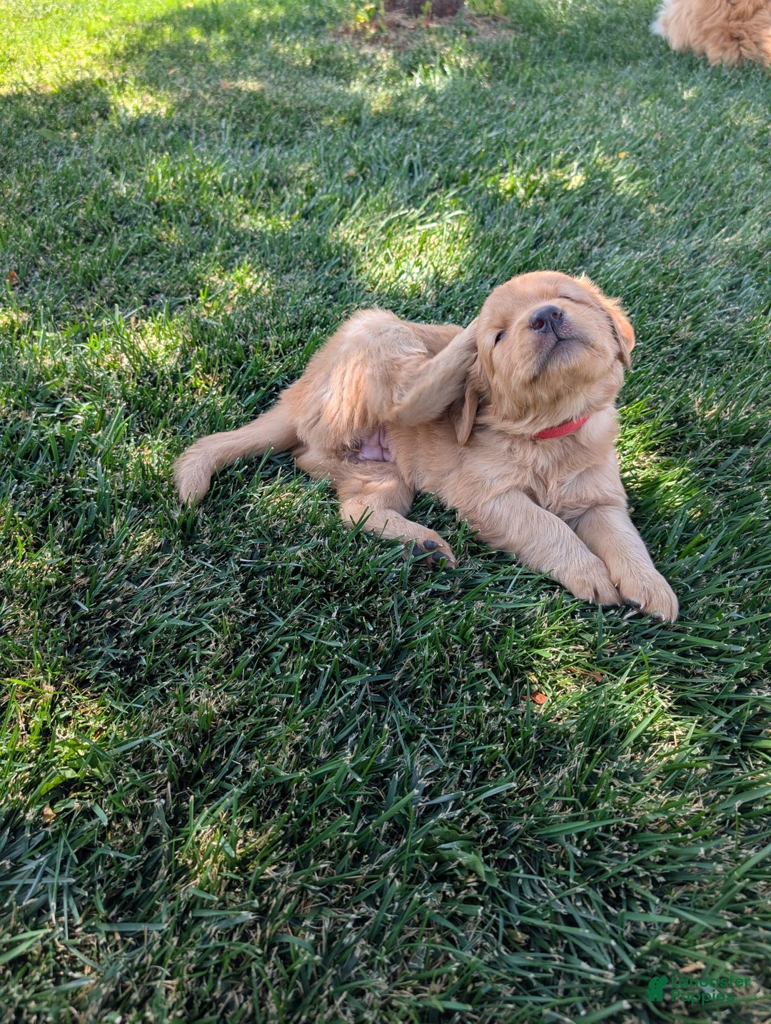 Golden Retriever dogs for sale: Red Collar - Image 2