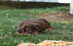 Doberman Pinscher dogs for sale: Daisy - Image 4