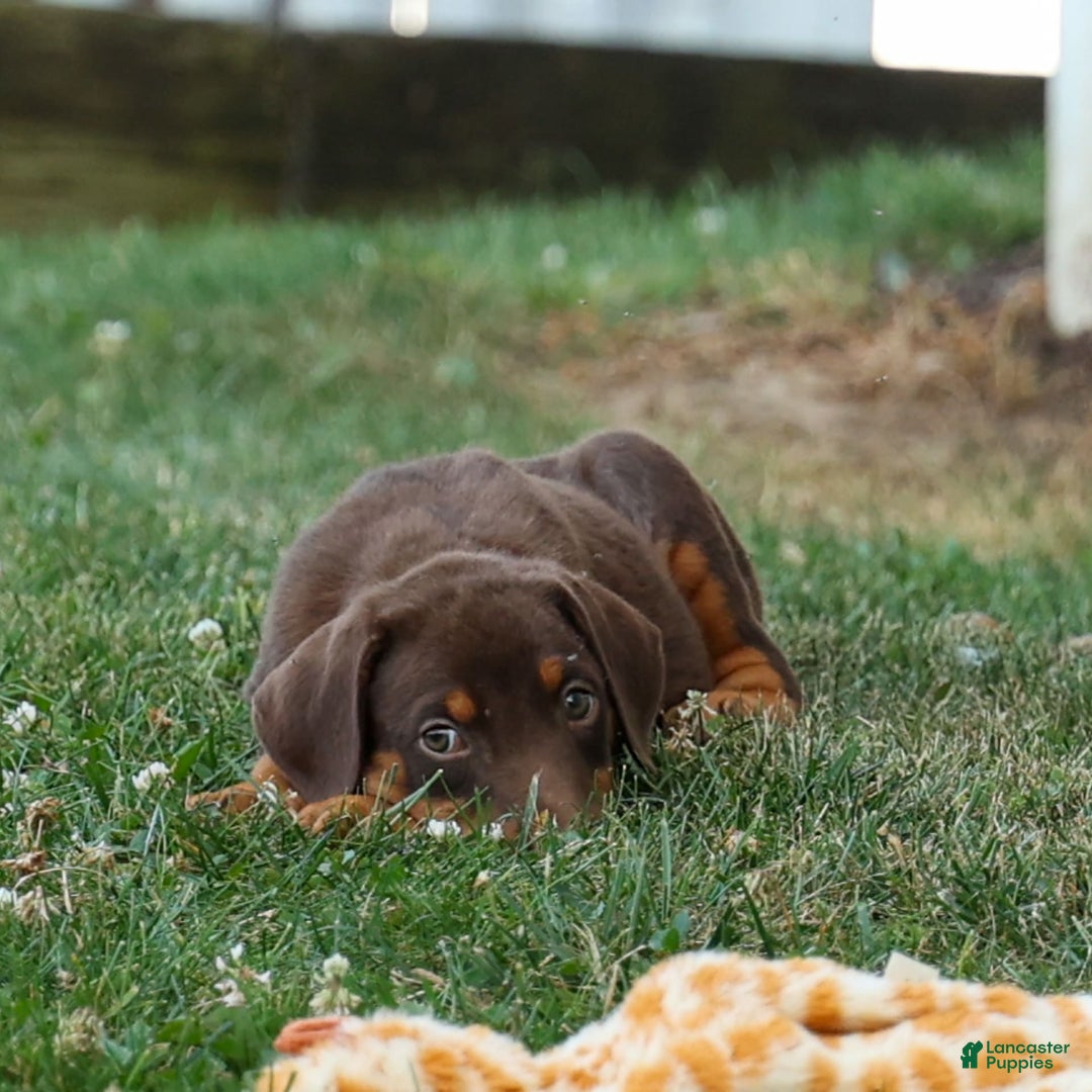 Doberman Pinscher dogs for sale: Daisy - Image 4