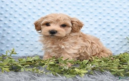 Havapoo dogs for sale: Belle - Image 8