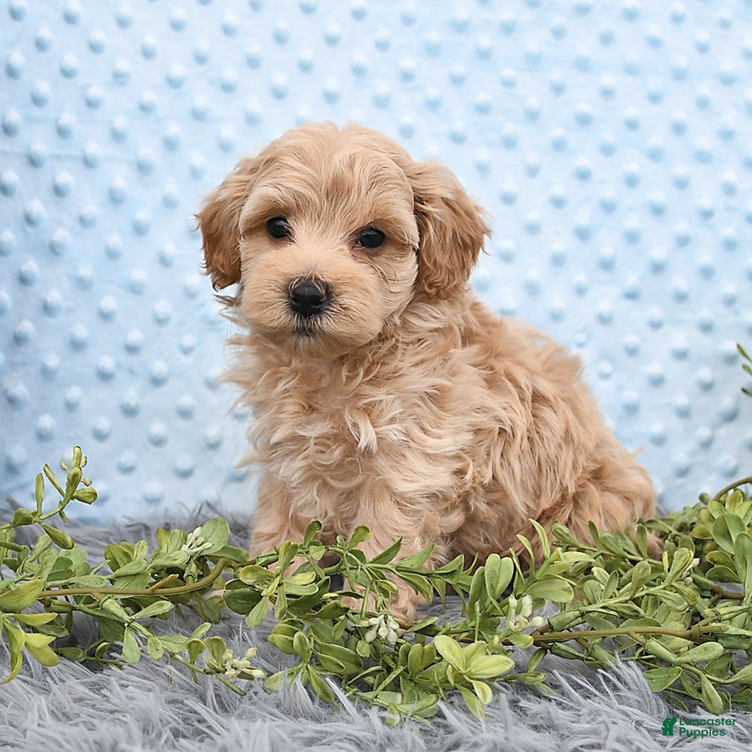 Havapoo dogs for sale: Belle - Image 8