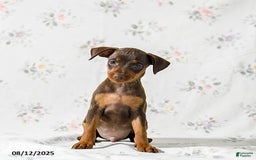Miniature Pinscher dogs for sale: Chief - Image 3